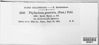 Phyllachora graminis image